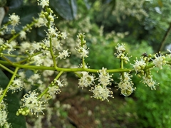 Semecarpus cuneiformis