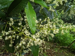 Semecarpus cuneiformis