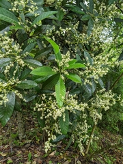 Semecarpus cuneiformis