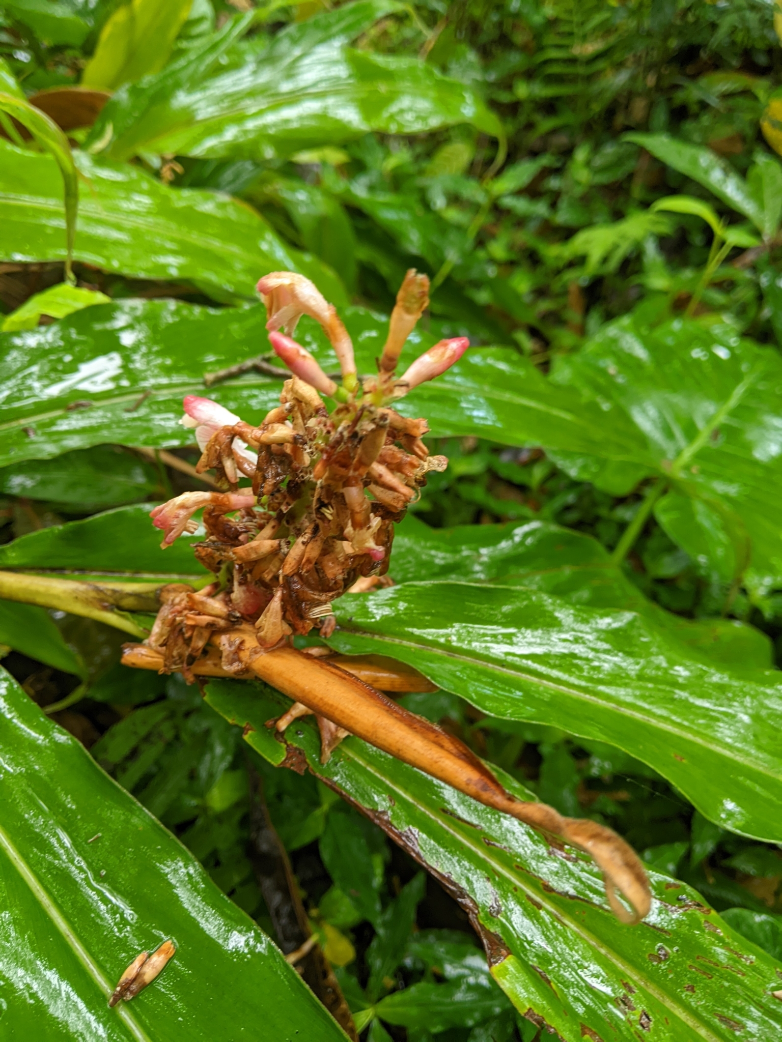 Alpinia × okinawaensis Tawada