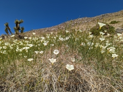 Calystegia longipes