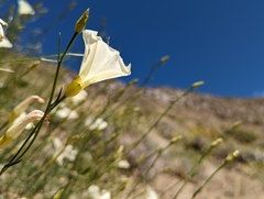Calystegia longipes
