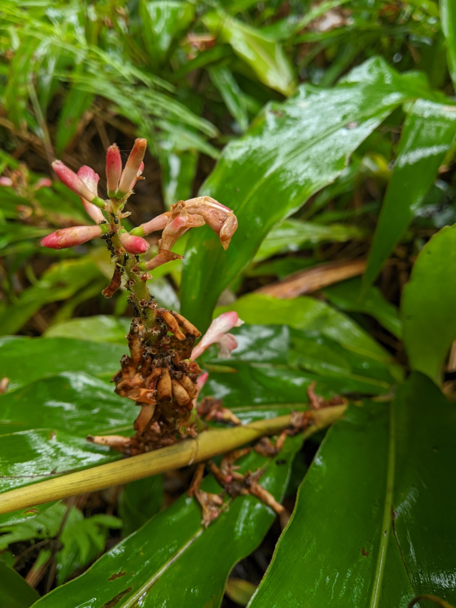 Alpinia × okinawaensis Tawada 2