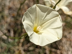 Calystegia longipes