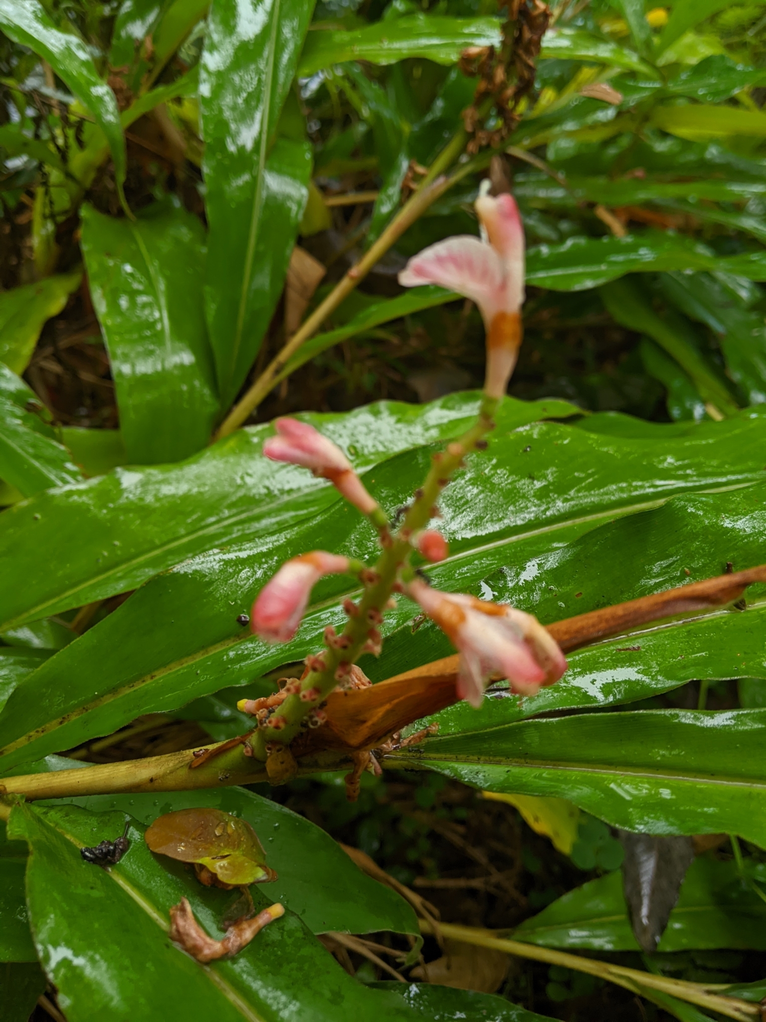 Alpinia × okinawaensis Tawada 3
