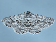 Psilosticha absorpta