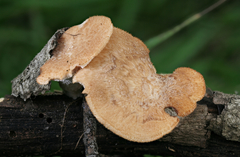 Polyporus mcmurphyi