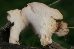 Polyporus mcmurphyi