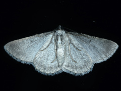 Psilosticha absorpta