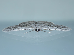 Psilosticha absorpta