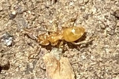 Brachymyrmex depilis