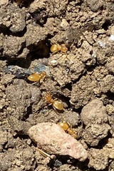 Brachymyrmex depilis