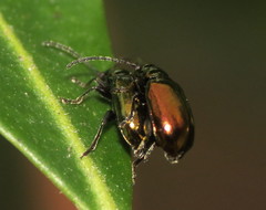 Altica viridana