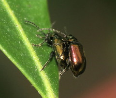 Altica viridana