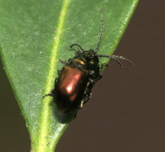 Altica viridana