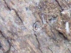 Mioptachys flavicauda