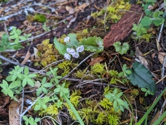 Veronica californica