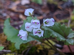 Veronica californica