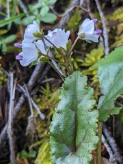 Veronica californica