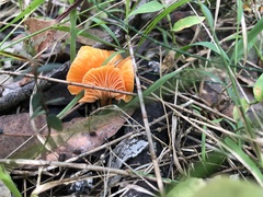 Cantharellus concinnus
