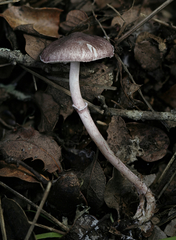 Leucoagaricus roseilividus