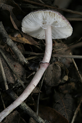 Leucoagaricus roseilividus