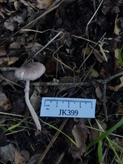 Leucoagaricus roseilividus