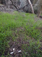 Leucoagaricus roseilividus
