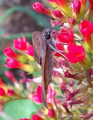 Anastrus sempiternus