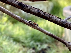 Tetraponera rufonigra