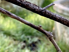 Tetraponera rufonigra