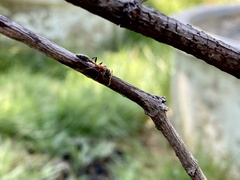 Tetraponera rufonigra