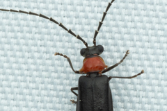 Ditemnus bidentatus