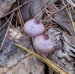 Inocybe pallidicremea