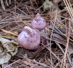 Inocybe pallidicremea