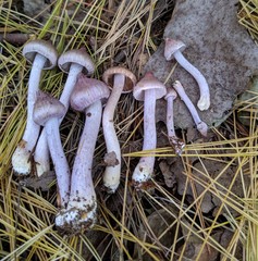 Inocybe pallidicremea