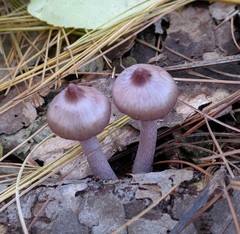 Inocybe pallidicremea
