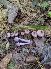 Inocybe pallidicremea