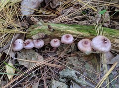 Inocybe pallidicremea
