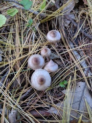 Inocybe pallidicremea