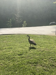 Branta canadensis