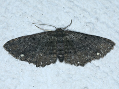 Eccymatoge fulvida