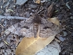 Phaeoura mexicanaria