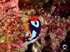 Chromodoris westraliensis