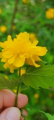 Kerria japonica