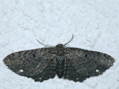 Eccymatoge fulvida