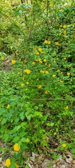 Kerria japonica