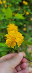 Kerria japonica