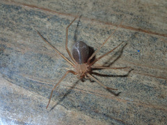 Loxosceles deserta