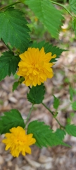 Kerria japonica